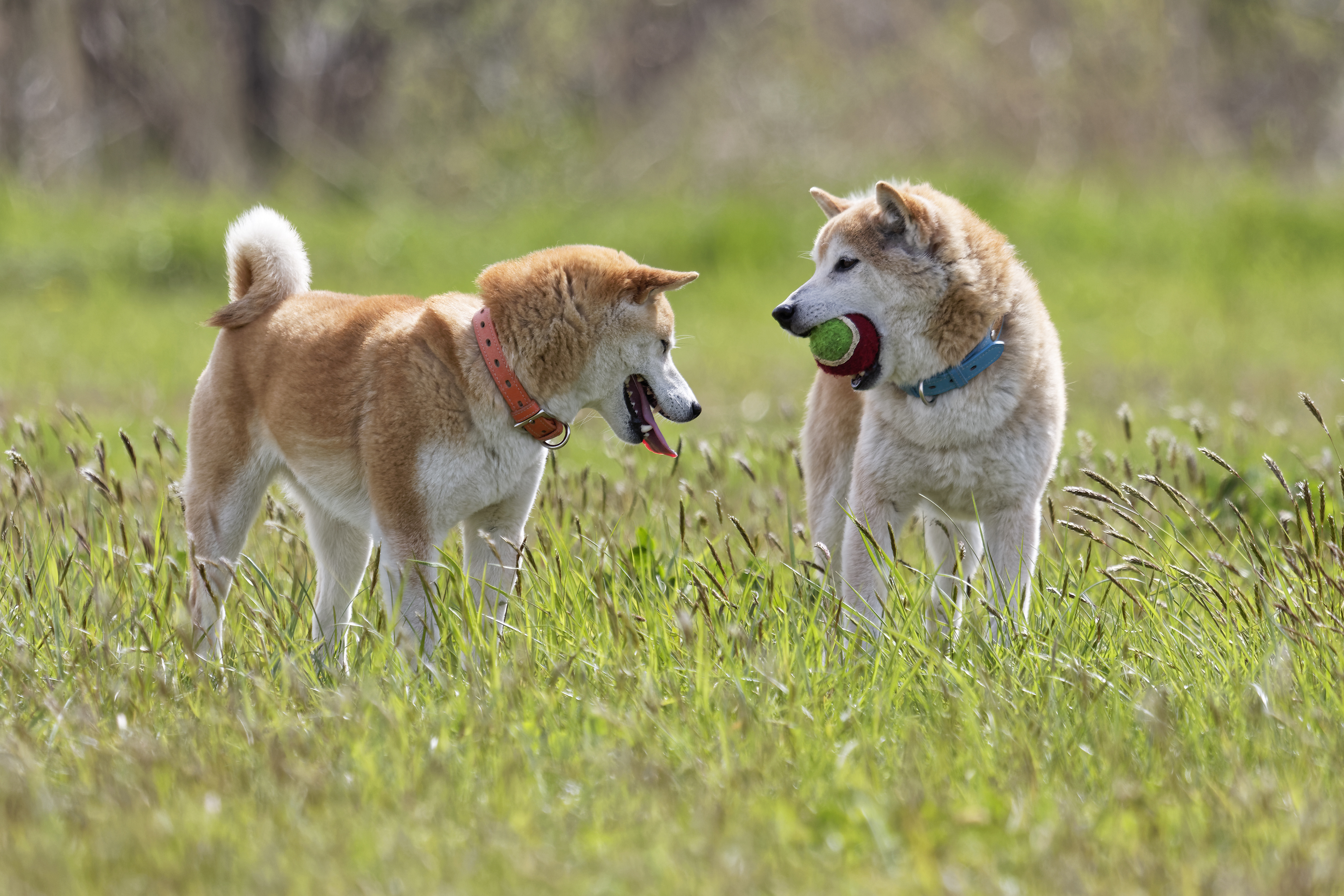 犬との触れ合い